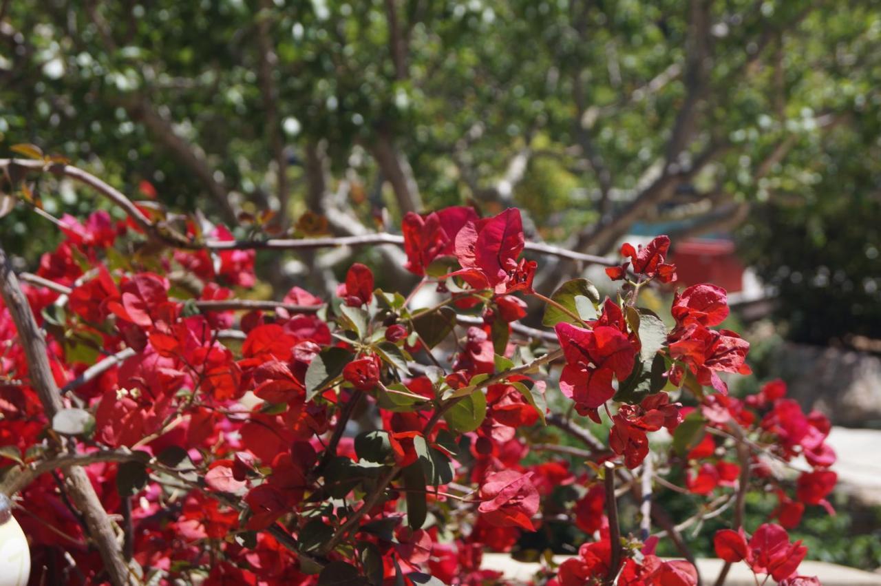 Les Jardins De Santa Giulia - Charmante chambre d'hôte Porto-Vecchio  Extérieur photo